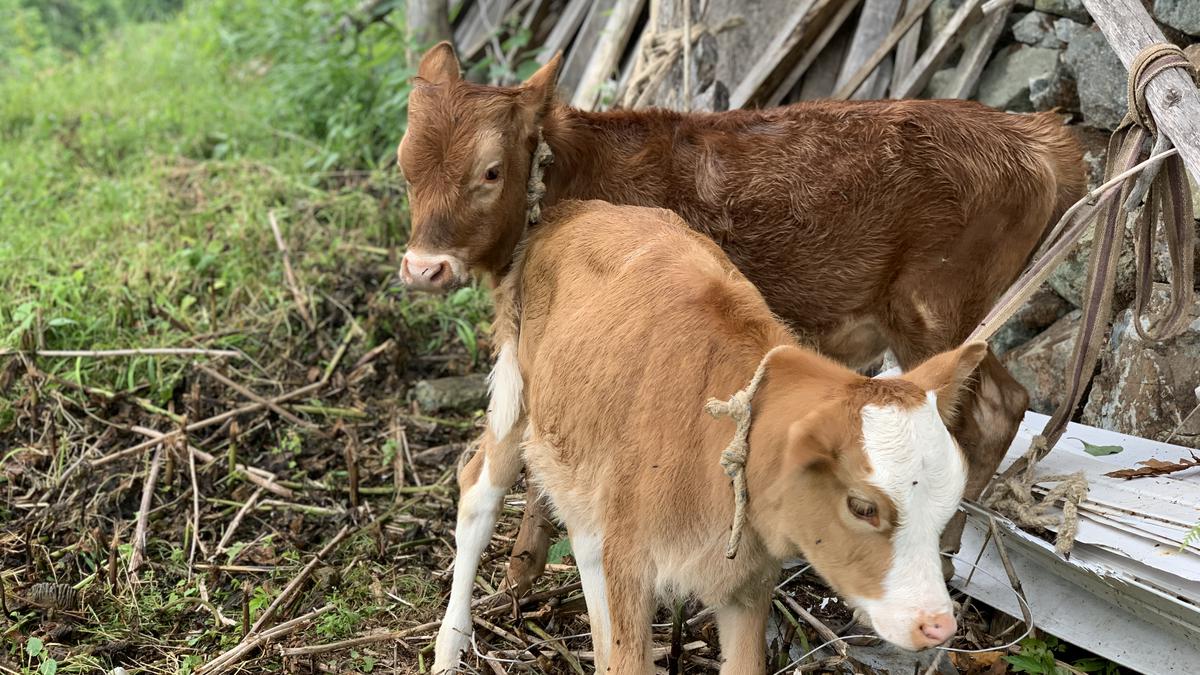 Calves in the village