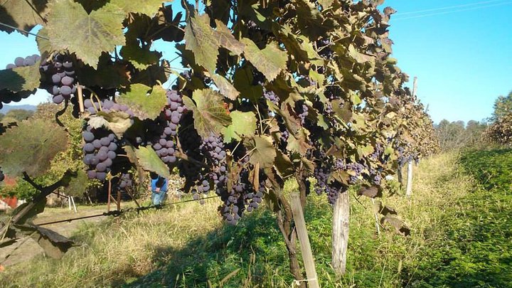 Iberieli Wine Cellar