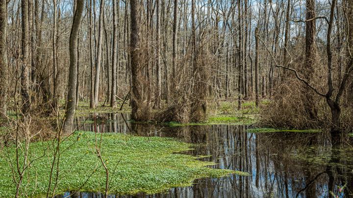 Imnatsky peat bog