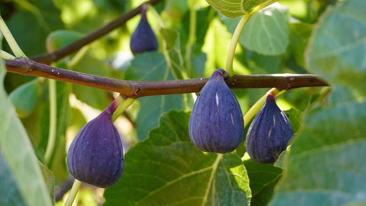 fig