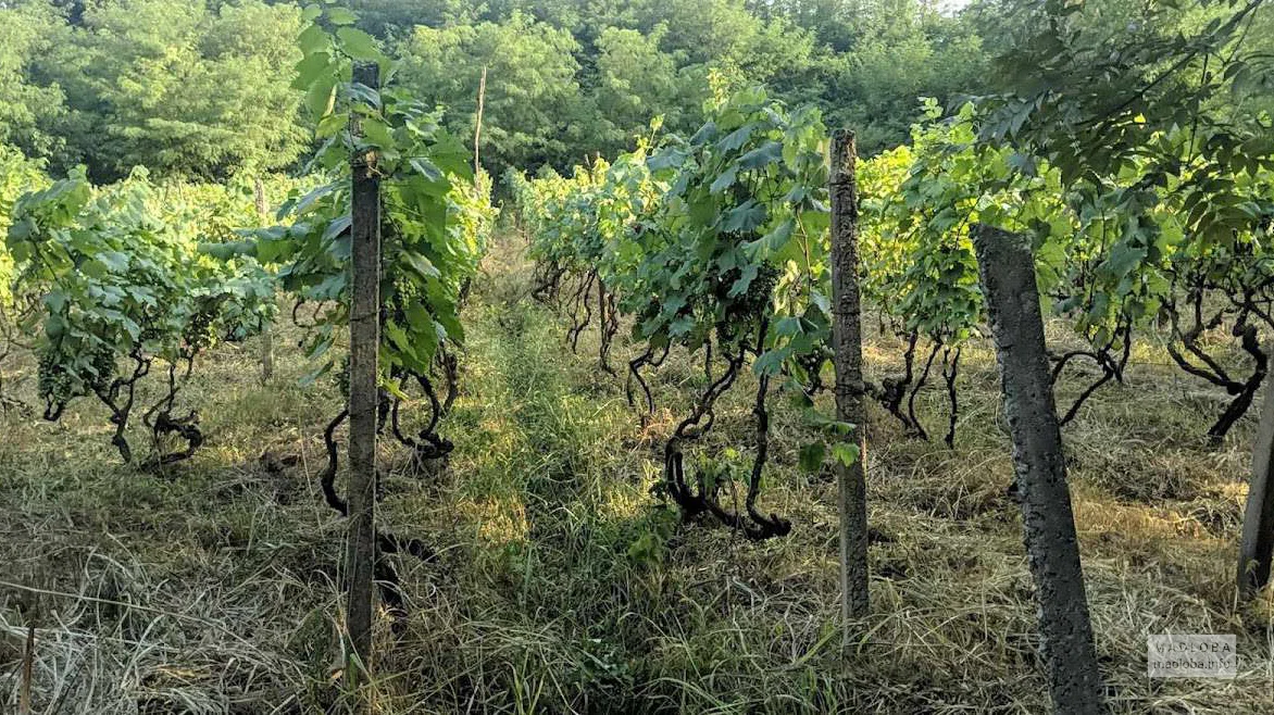 Виноградники винодельни Mshvenieradze Winery