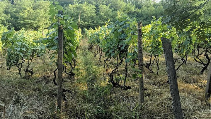 Mshvenieradze Winery