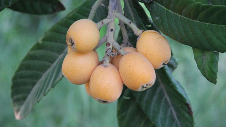 medlar