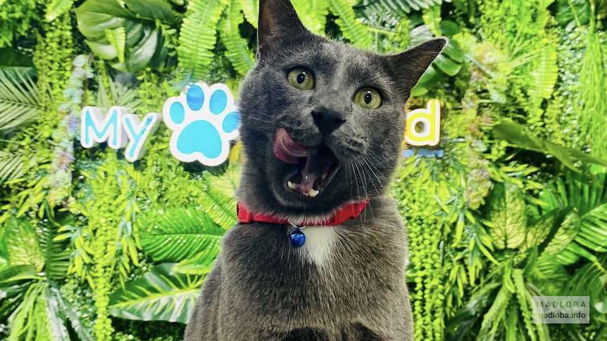 Кот у ветеринара