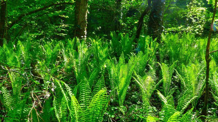 Ilto National Park
