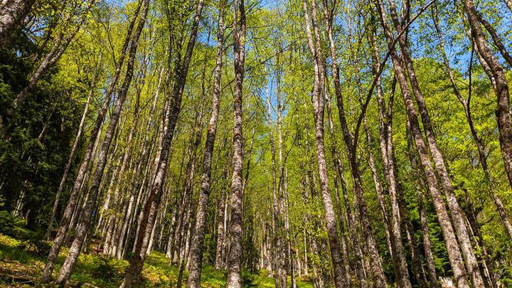Niedzwi National Park