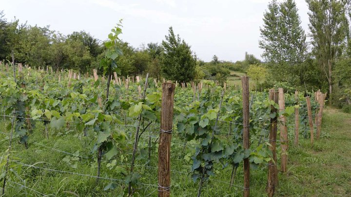 Nikoladzeebi's Wine Cellar
