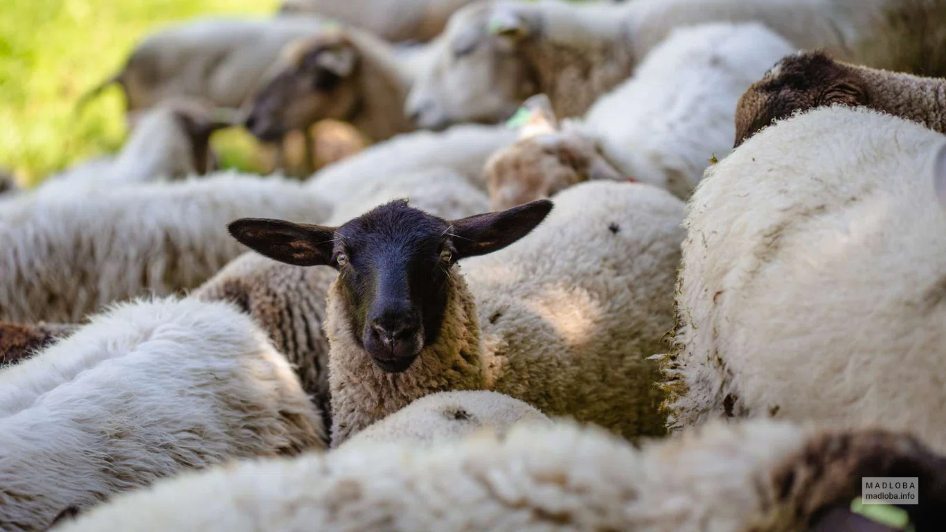 Sheep market