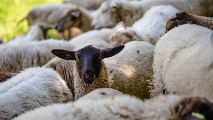 Sheep market