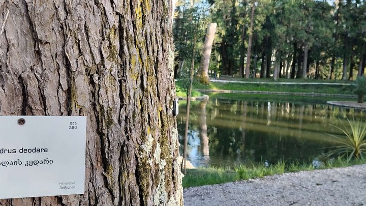 Lake (botanical garden)