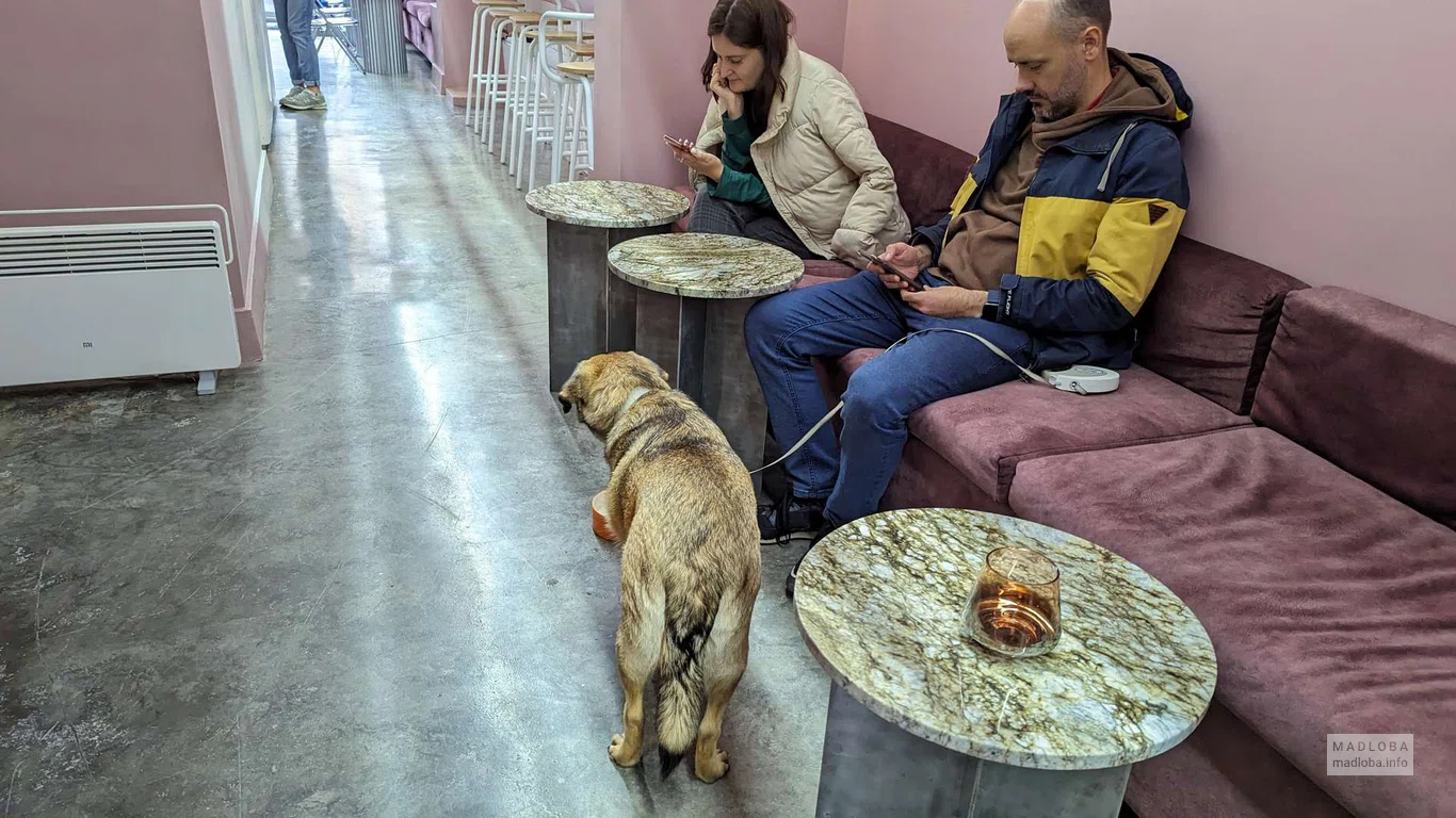 Кофейня куда можно с питомцами