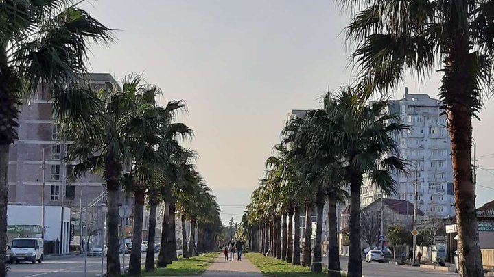 პალმების ხეივანი