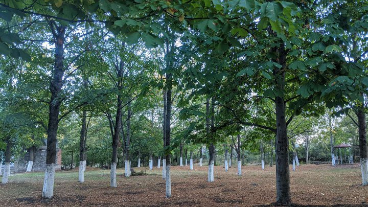 Squirrel Park in Tetritskaro