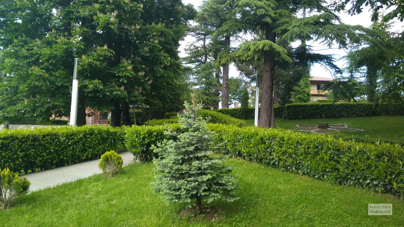 Маленькая елочка в Парке Надиквари в Телави