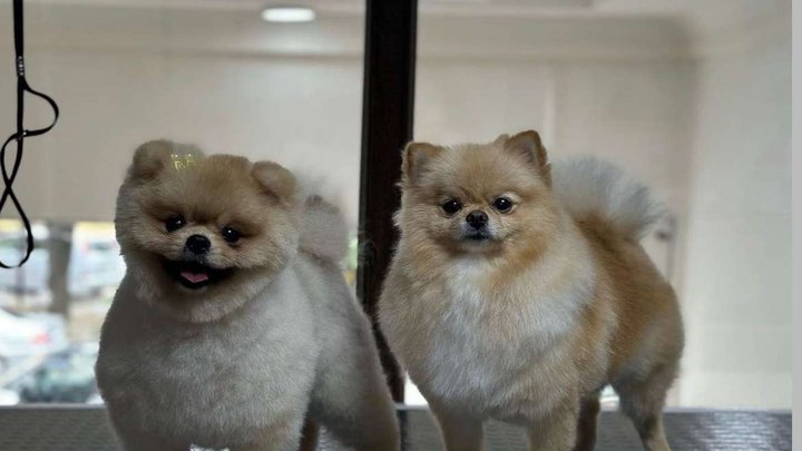 Pet Family