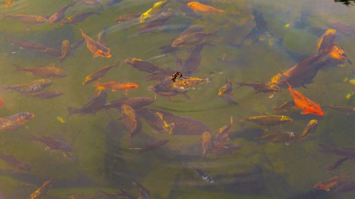 Fish pond in the Japanese garden