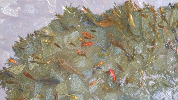 Fish pond in the Japanese garden