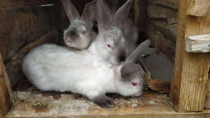 Rabbit Hub
