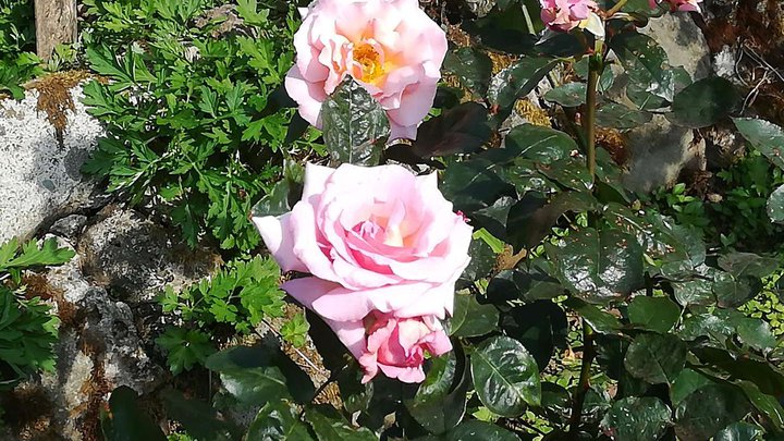 Rose Garden (Botanical Garden)