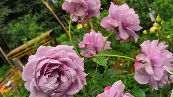 Rose Garden (Botanical Garden)