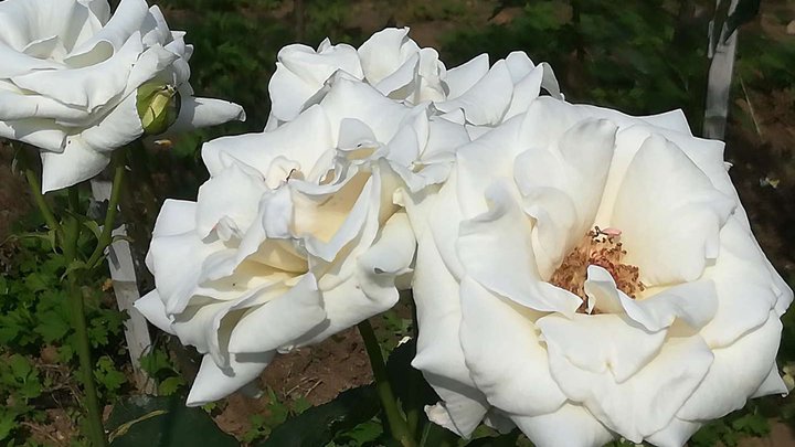 Rose Garden (Botanical Garden)