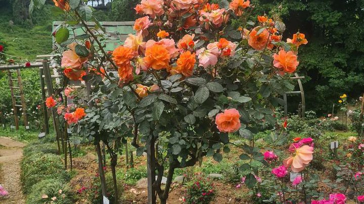 Rose Garden (Botanical Garden)