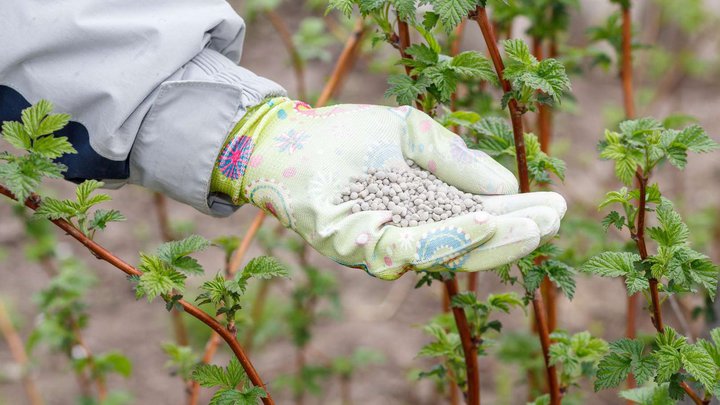 Agromed