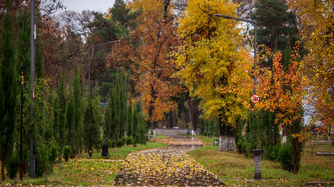 Аллея в Руставском парке