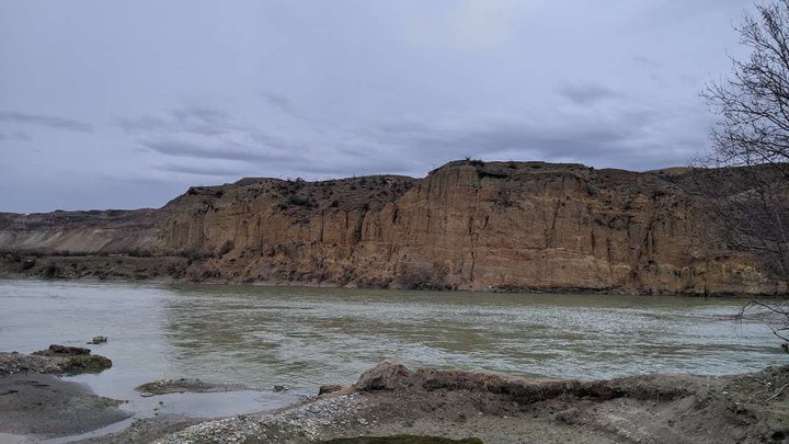 რუსთავის ტყე