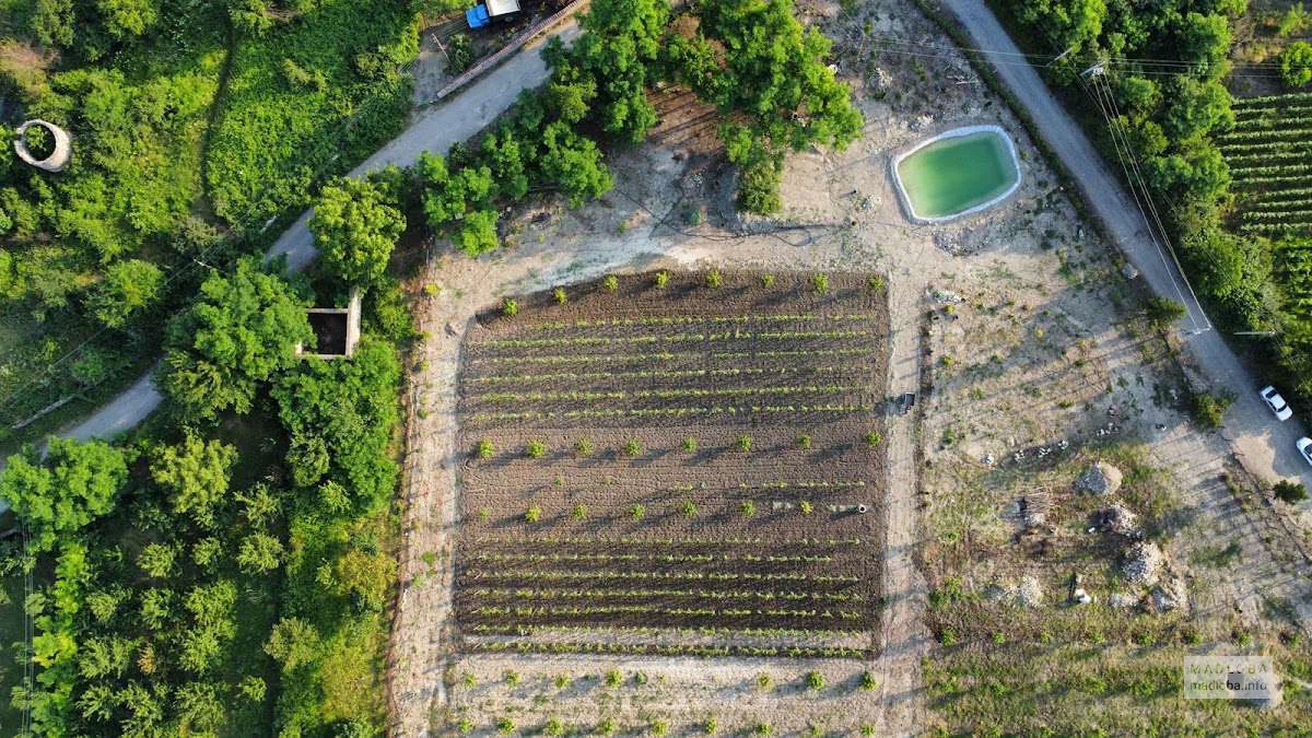Garden and vineyard
