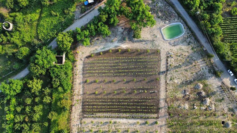 Garden and vineyard