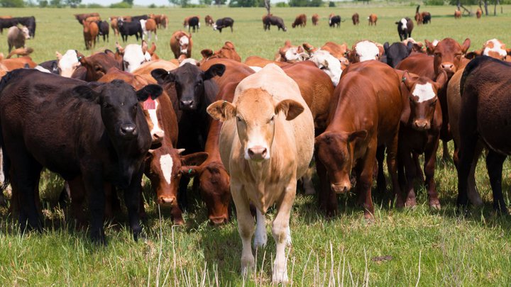 Животноводство "Semex Geo"
