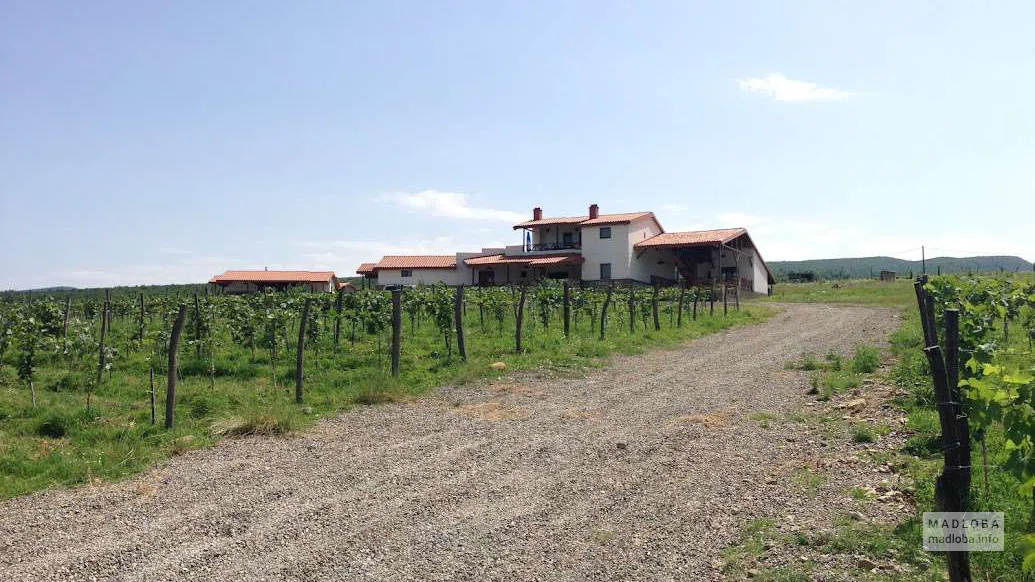 Виноградники на винодельне Shalauri Wine Cellar