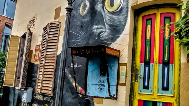 Shiva the Cat