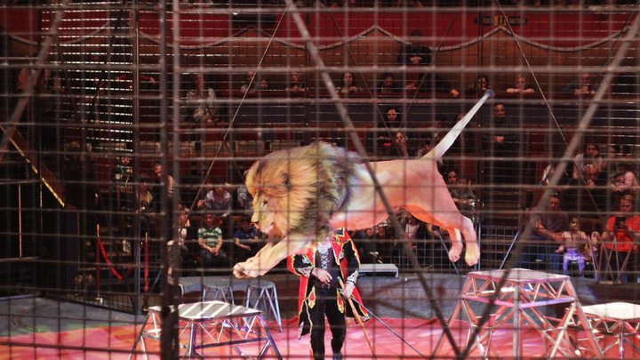 Tbilisi Circus