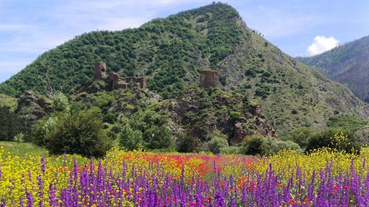ყვავილების ველი