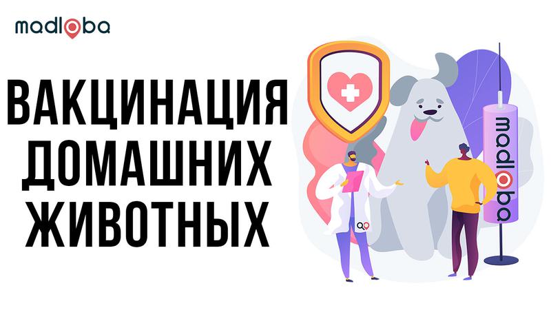Вакцинация домашних животных