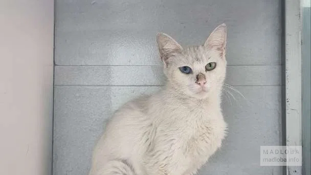 Кот на приёме у ветеринара