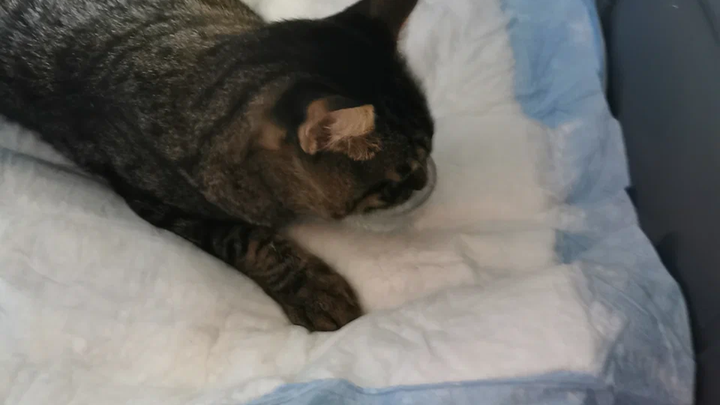 Vet office