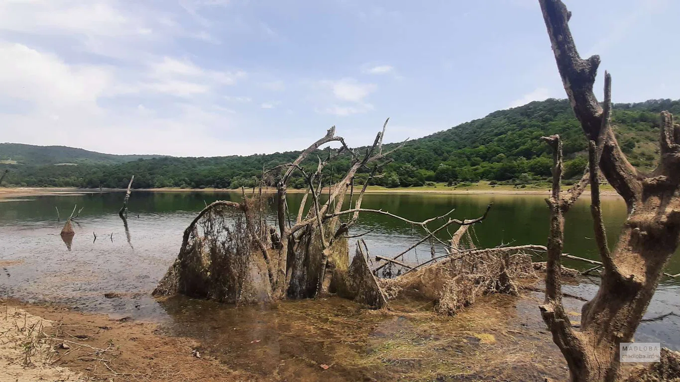 Коряги деревьев на Водохранилище Лакби