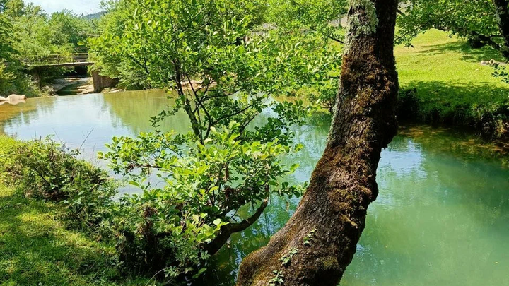 Broliskedi