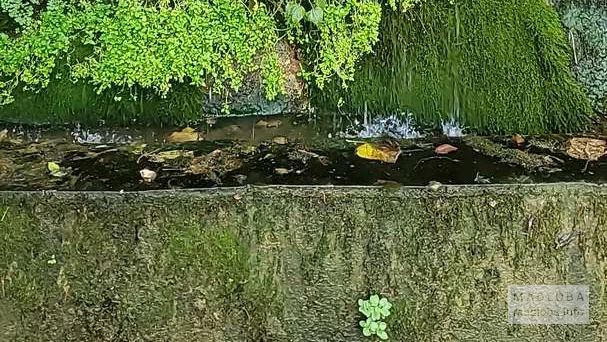 Waterfall and spring (David and Konstantin Mkheidze St.)