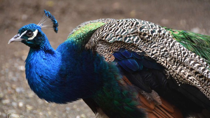 Aviary with peacocks (botanical garden)