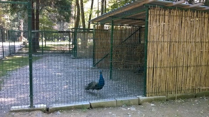 Aviary with peacocks (botanical garden)