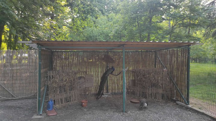 Aviary with peacocks (botanical garden)