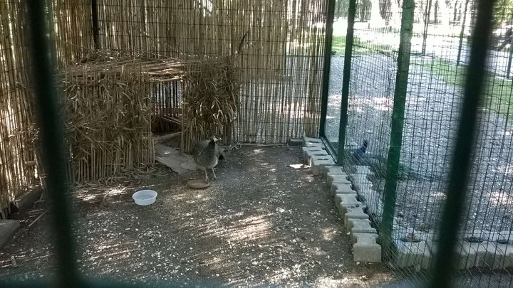Aviary with peacocks (botanical garden)