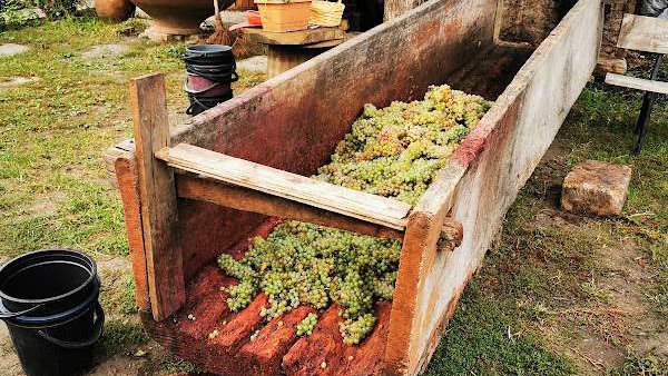 Wine Yard N1
