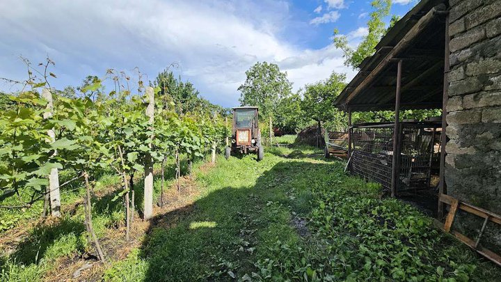 Wine Yard N1