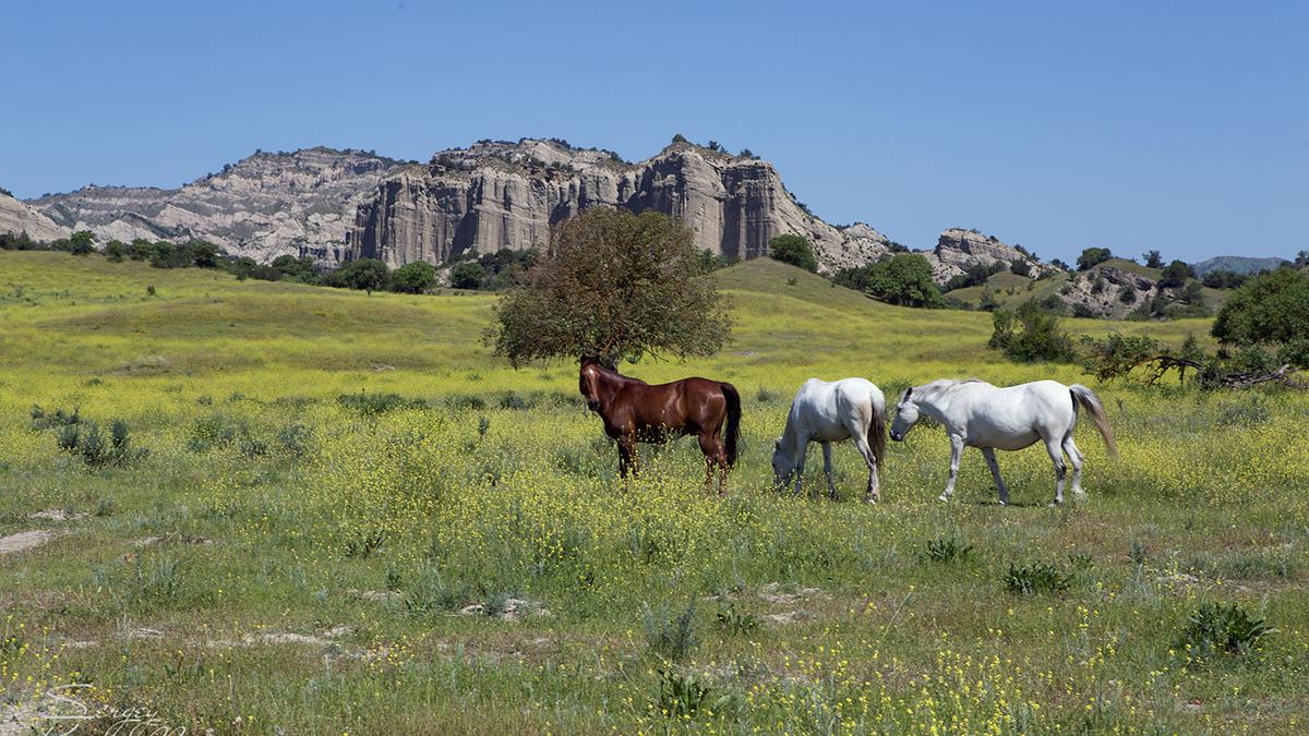 National Park in Georgia