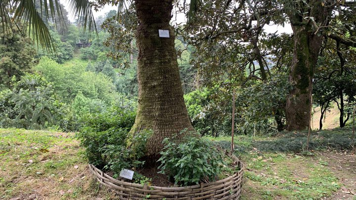 Zipline (botanical garden)